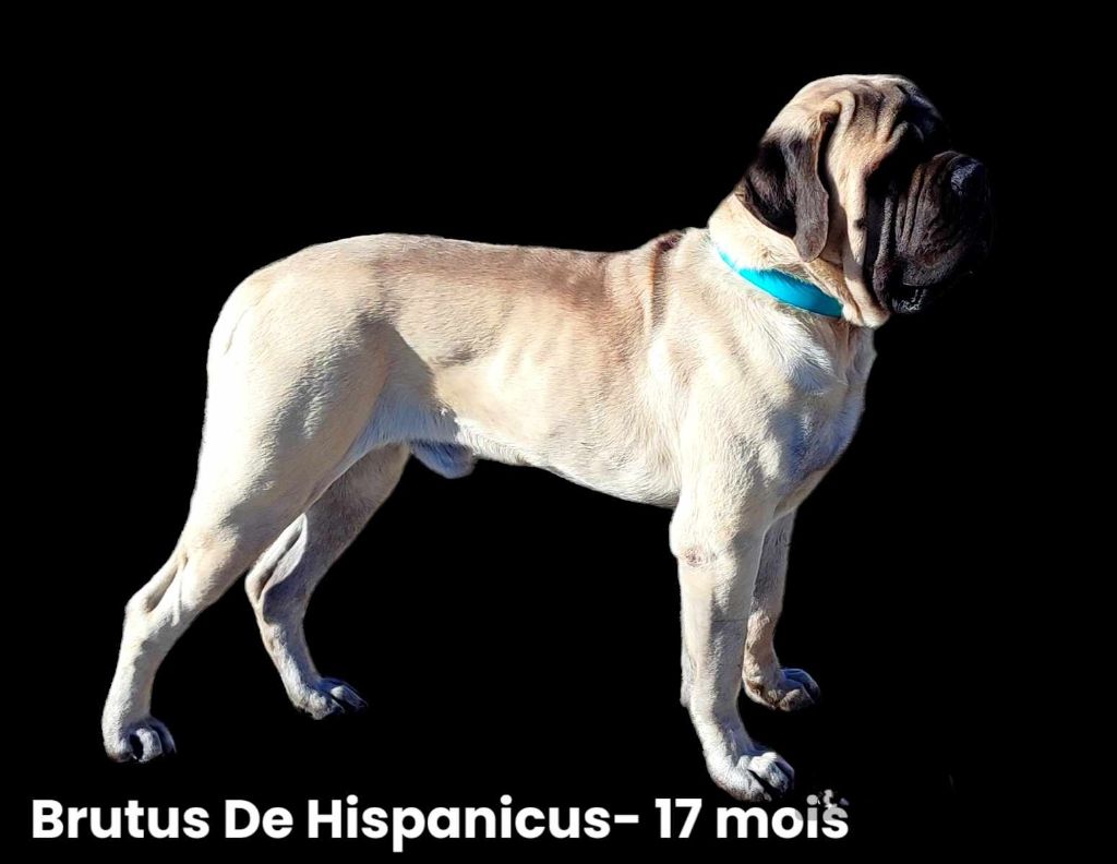 Brutus dit pumba mastiffs from hispanicus