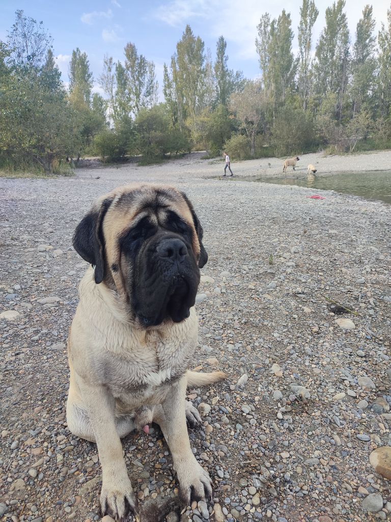 Brutus dit pumba mastiffs from hispanicus