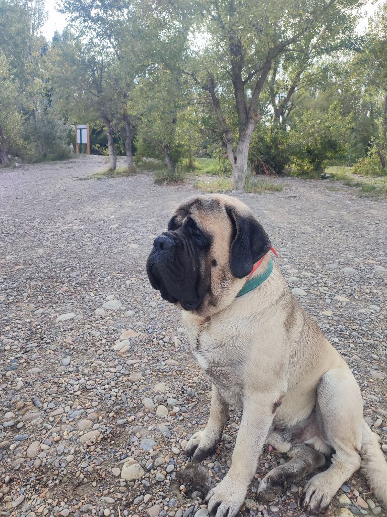 Brutus dit pumba mastiffs from hispanicus