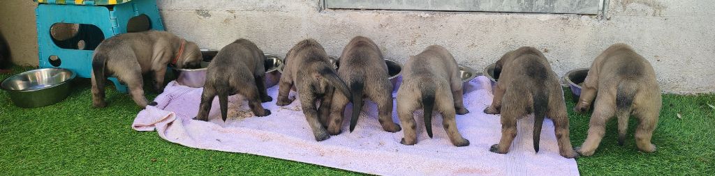 chiot Mastiff De La Villa Giulisario