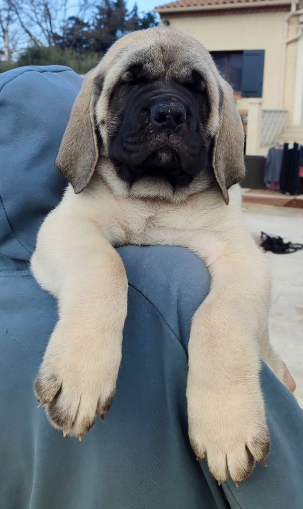 De La Villa Giulisario - Chiot disponible  - Mastiff