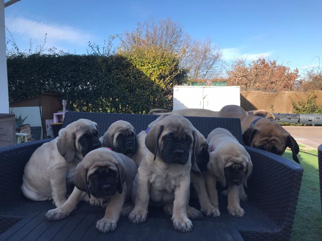 De La Villa Giulisario - Mastiff - Portée née le 21/11/2020