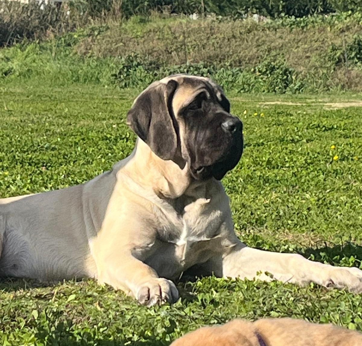Alba Des Gardiens De Cyrnos