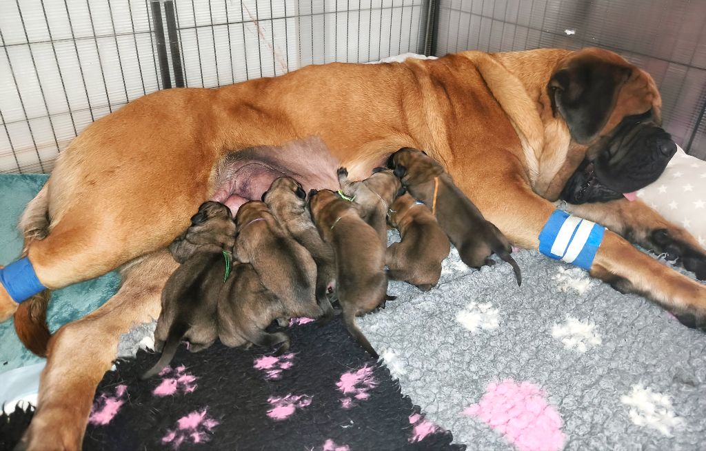 Chiot Mastiff De La Villa Giulisario