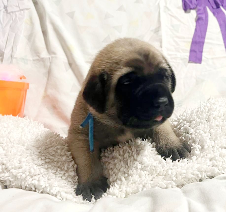 De La Villa Giulisario - Chiots disponibles - Mastiff