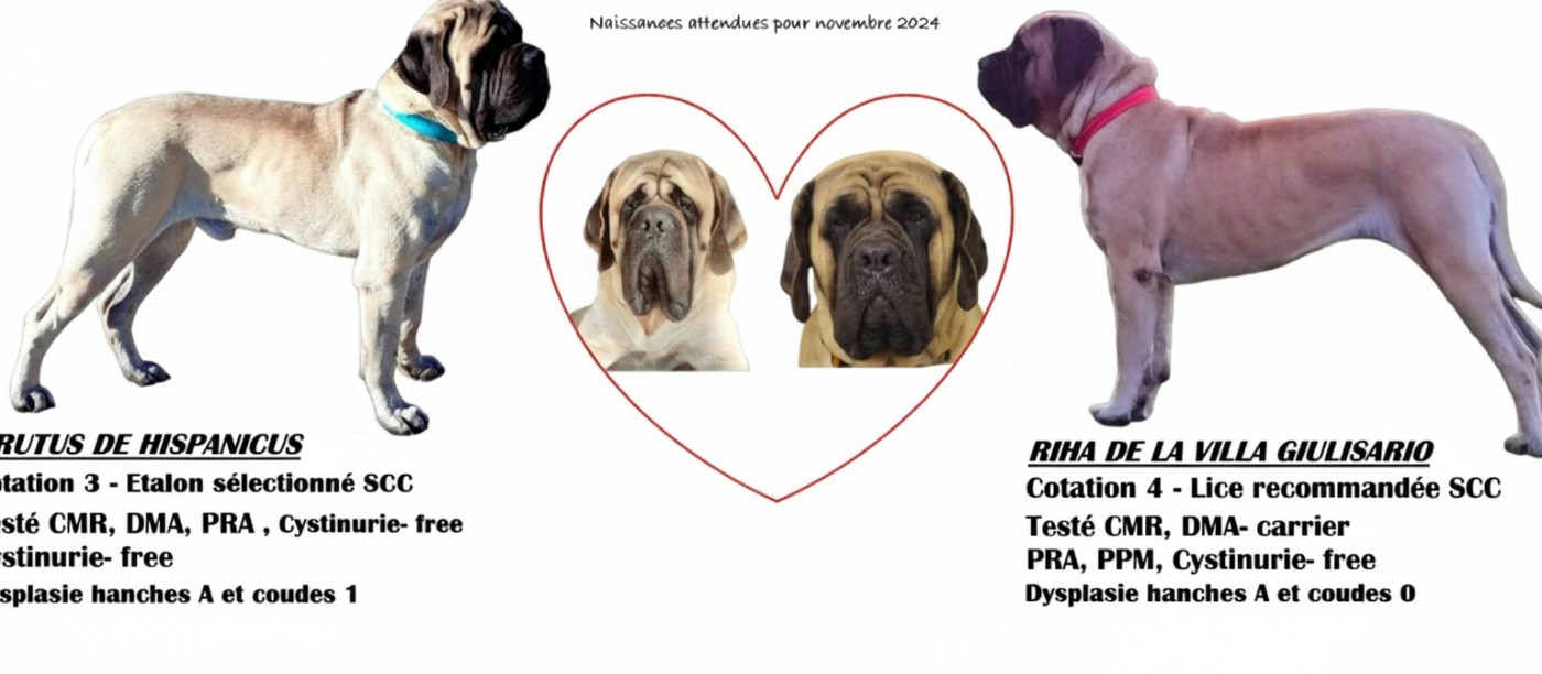 De La Villa Giulisario - Chiots disponibles - Mastiff