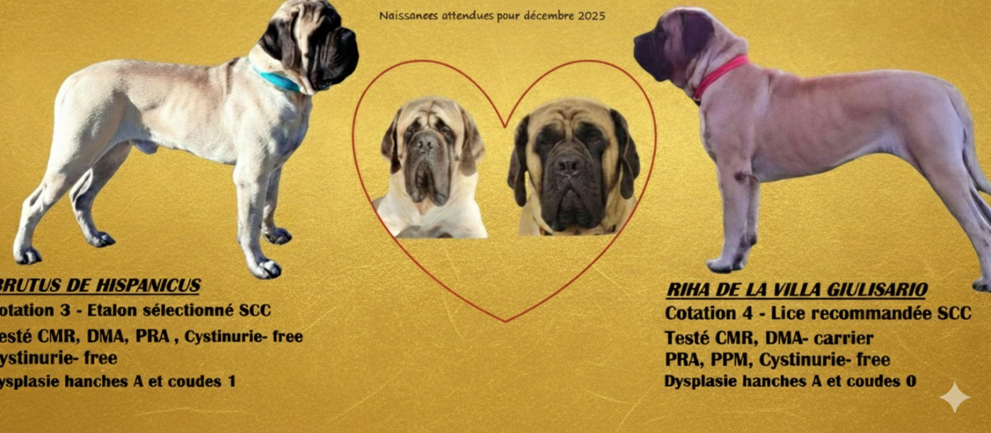 De La Villa Giulisario - Chiots disponibles - Mastiff