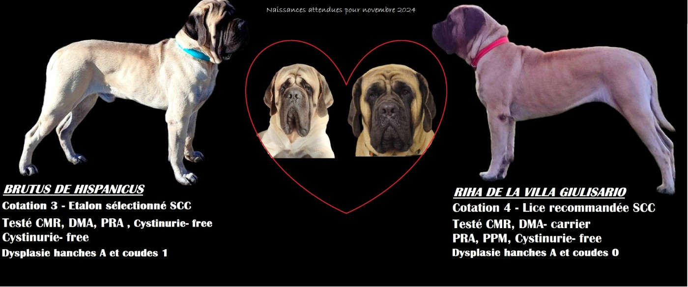De La Villa Giulisario - Chiots disponibles - Mastiff