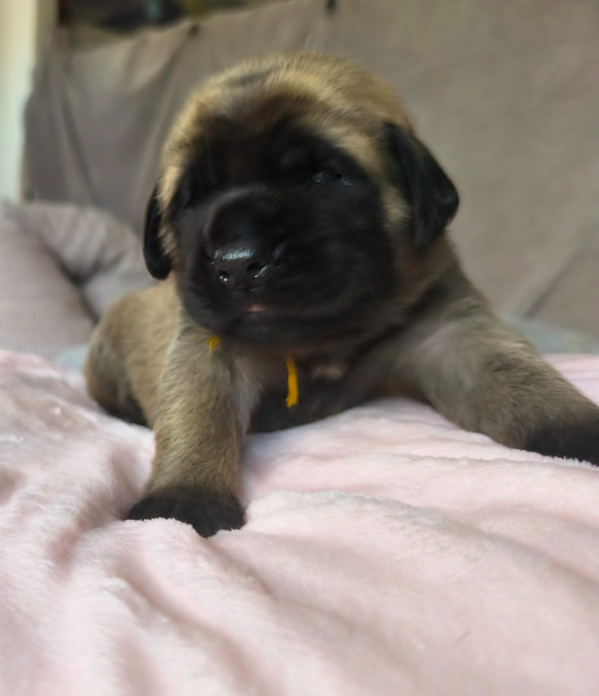 De La Villa Giulisario - Chiots disponibles - Mastiff