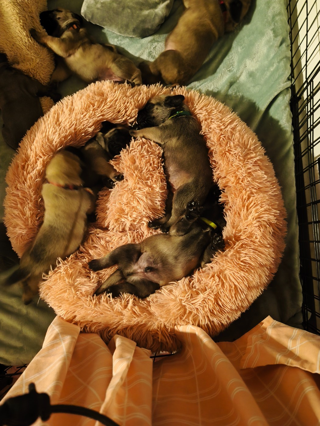 De La Villa Giulisario - Chiots disponibles - Mastiff