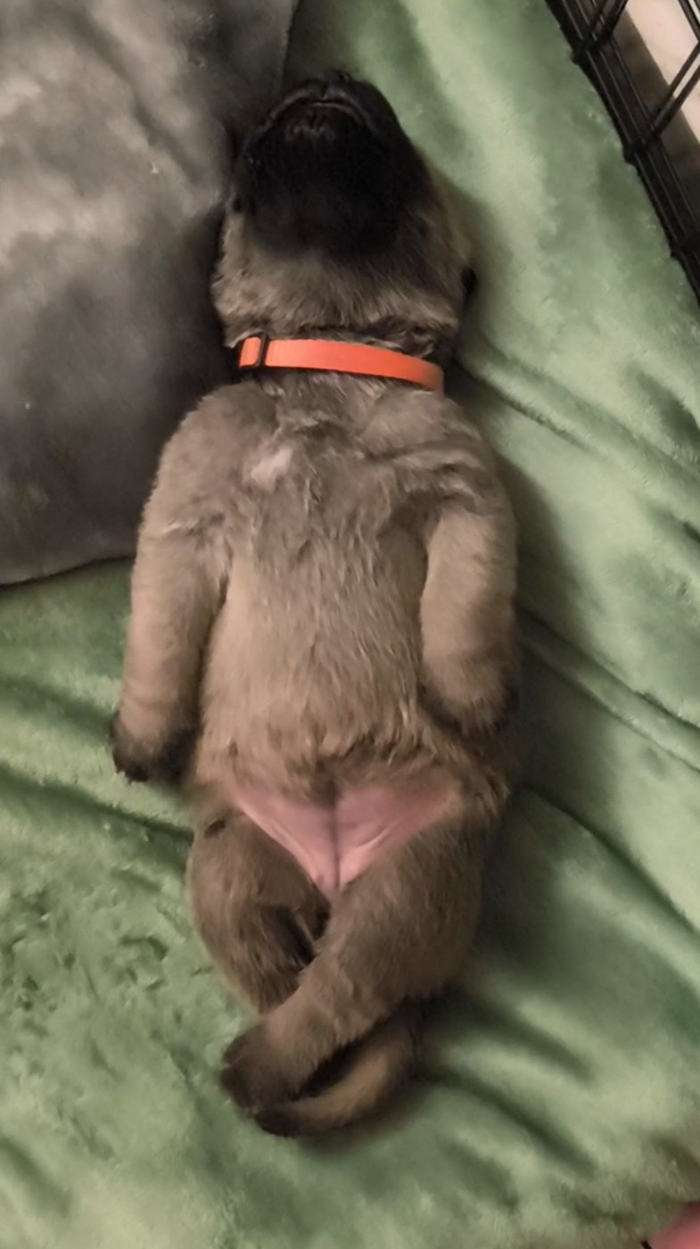 De La Villa Giulisario - Chiots disponibles - Mastiff