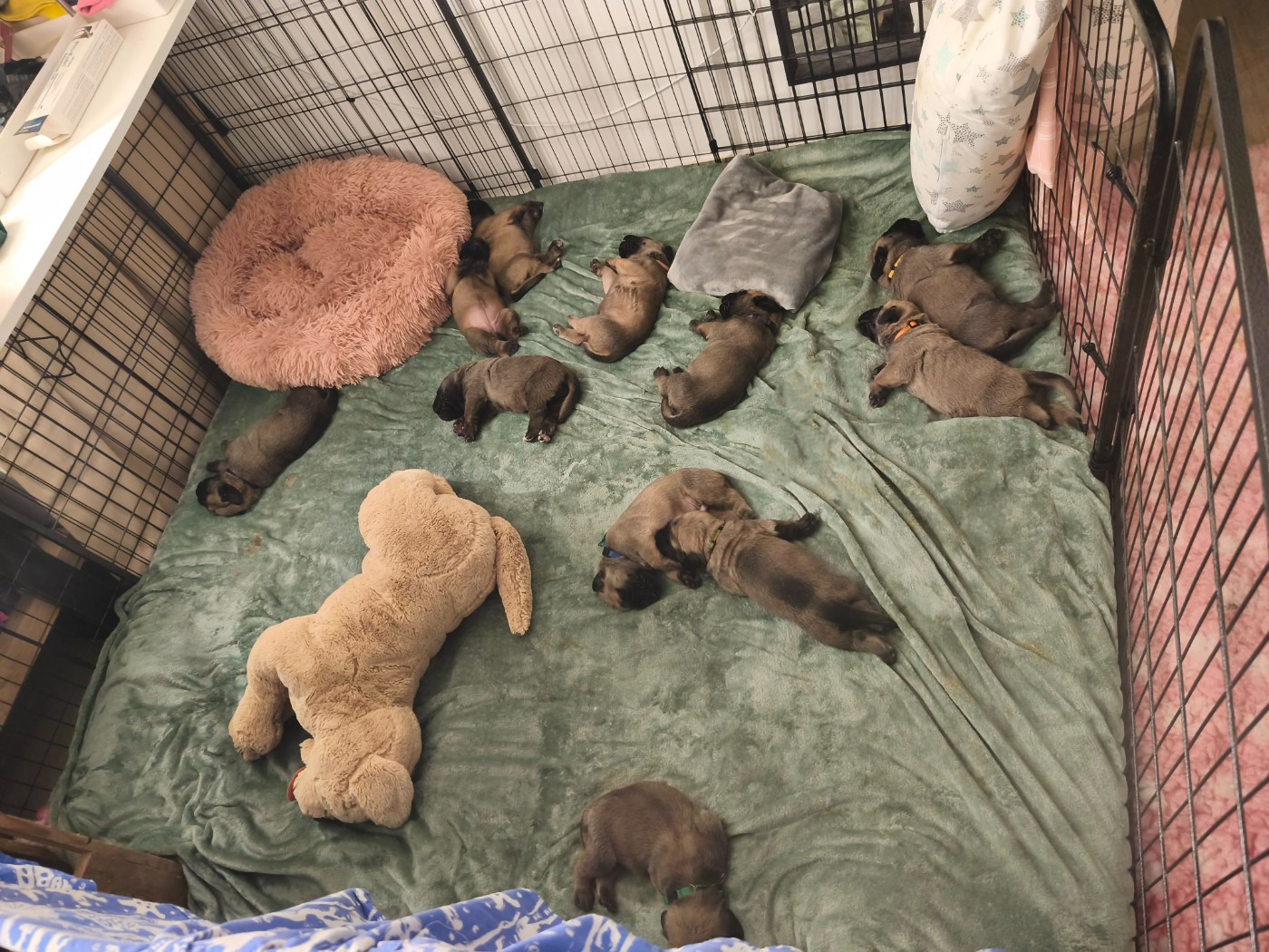 De La Villa Giulisario - Chiots disponibles - Mastiff