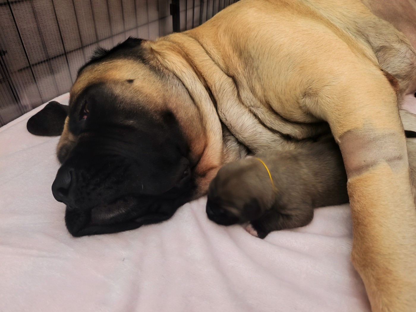 De La Villa Giulisario - Chiots disponibles - Mastiff