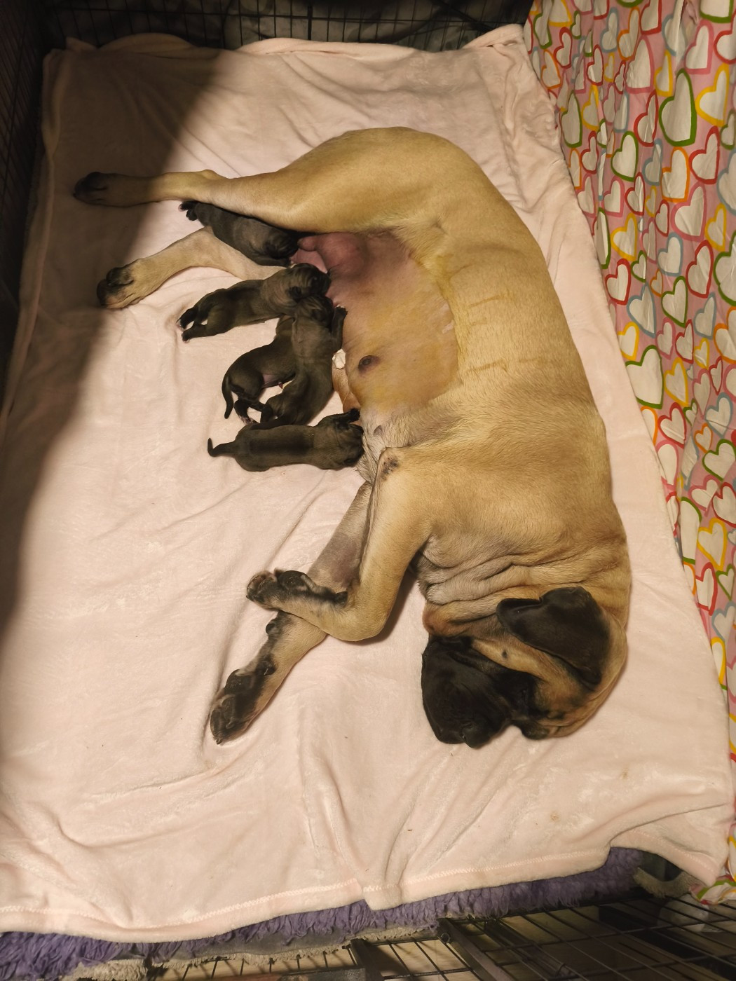 De La Villa Giulisario - Chiots disponibles - Mastiff