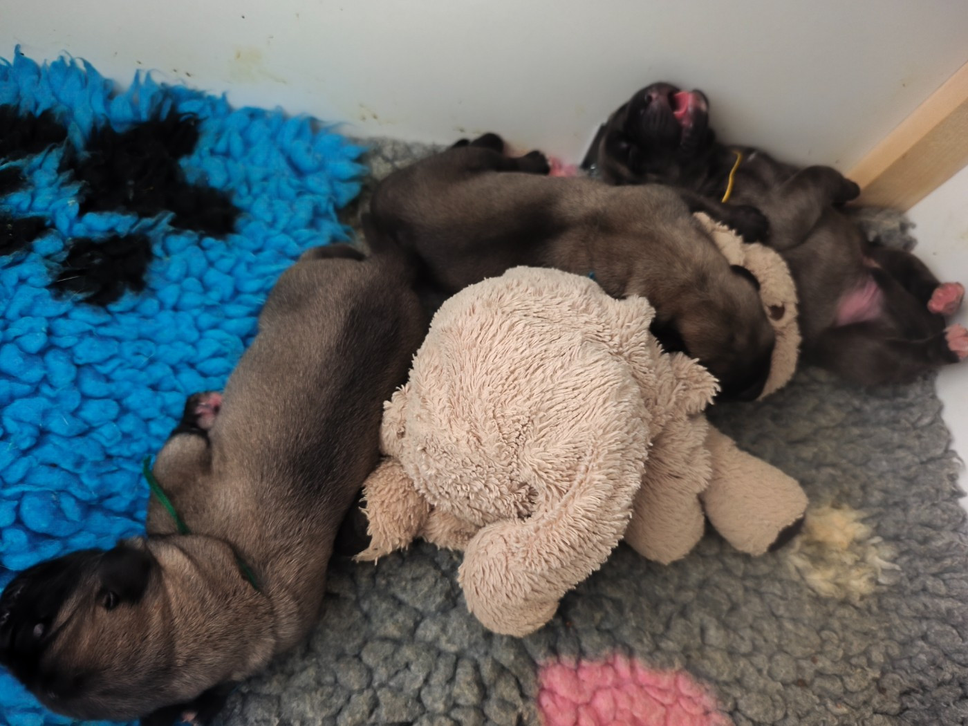 De La Villa Giulisario - Chiots disponibles - Mastiff