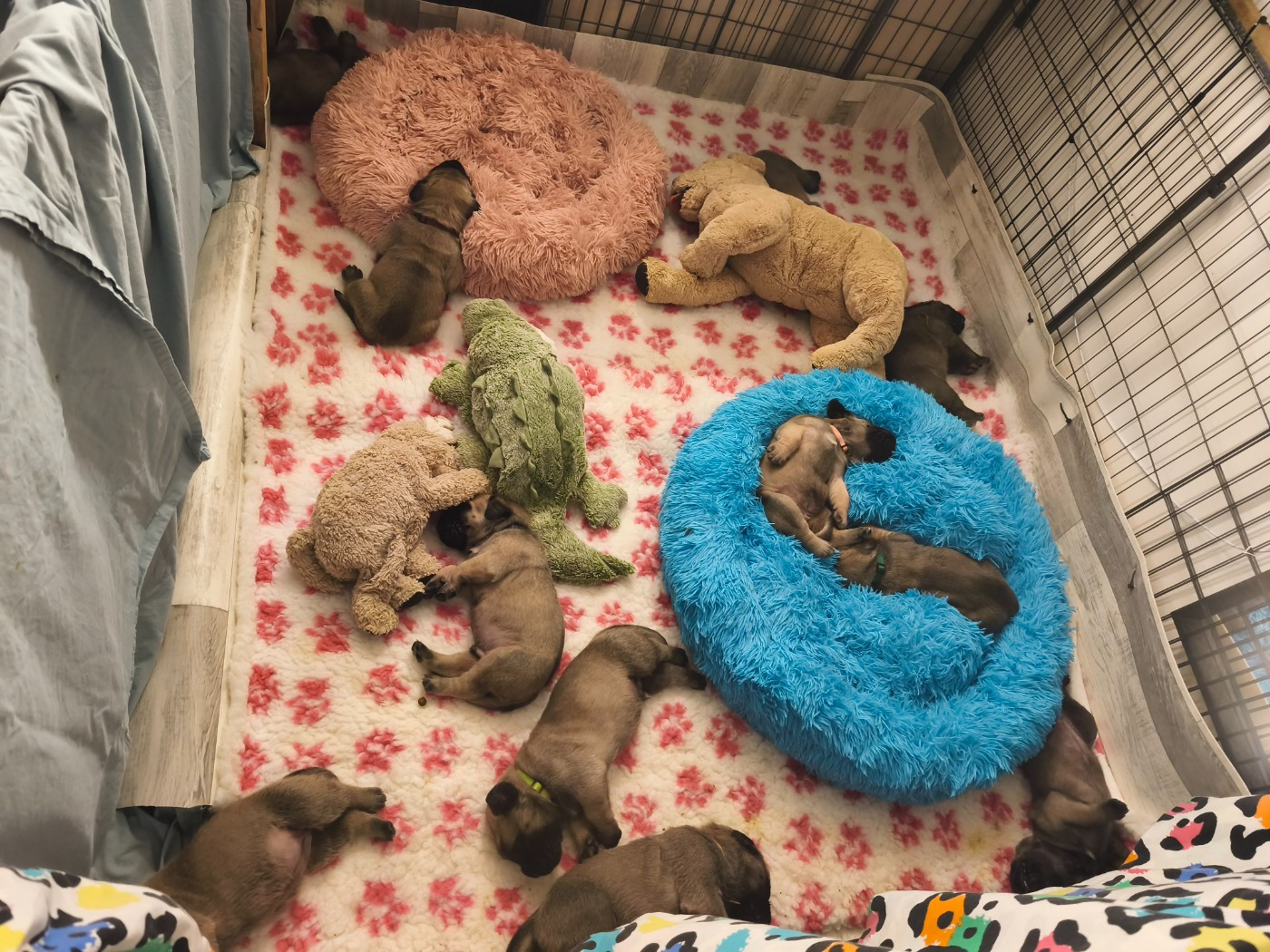 De La Villa Giulisario - Mastiff - Portée née le 04/12/2025