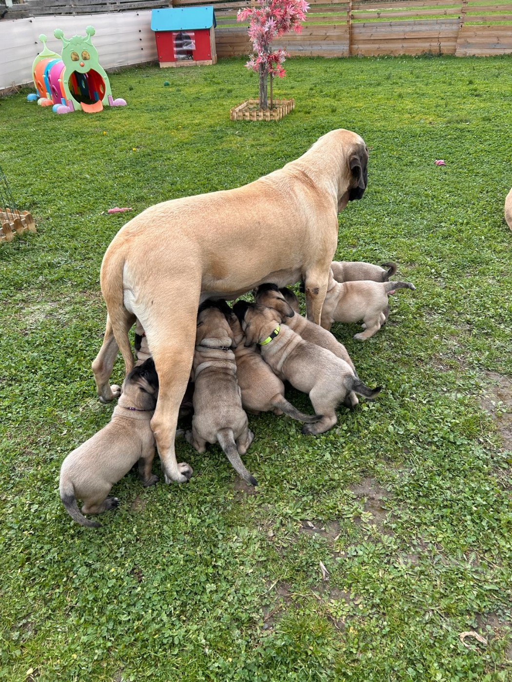 De La Villa Giulisario - Mastiff - Portée née le 14/12/2025