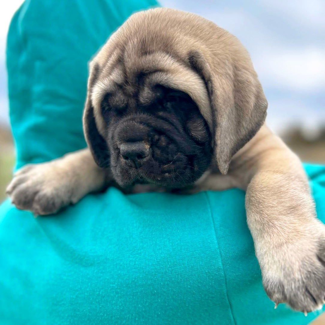 De La Villa Giulisario - Chiots disponibles - Mastiff