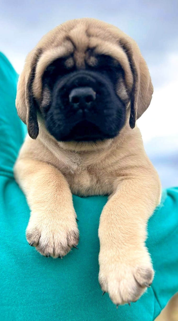 De La Villa Giulisario - Chiots disponibles - Mastiff