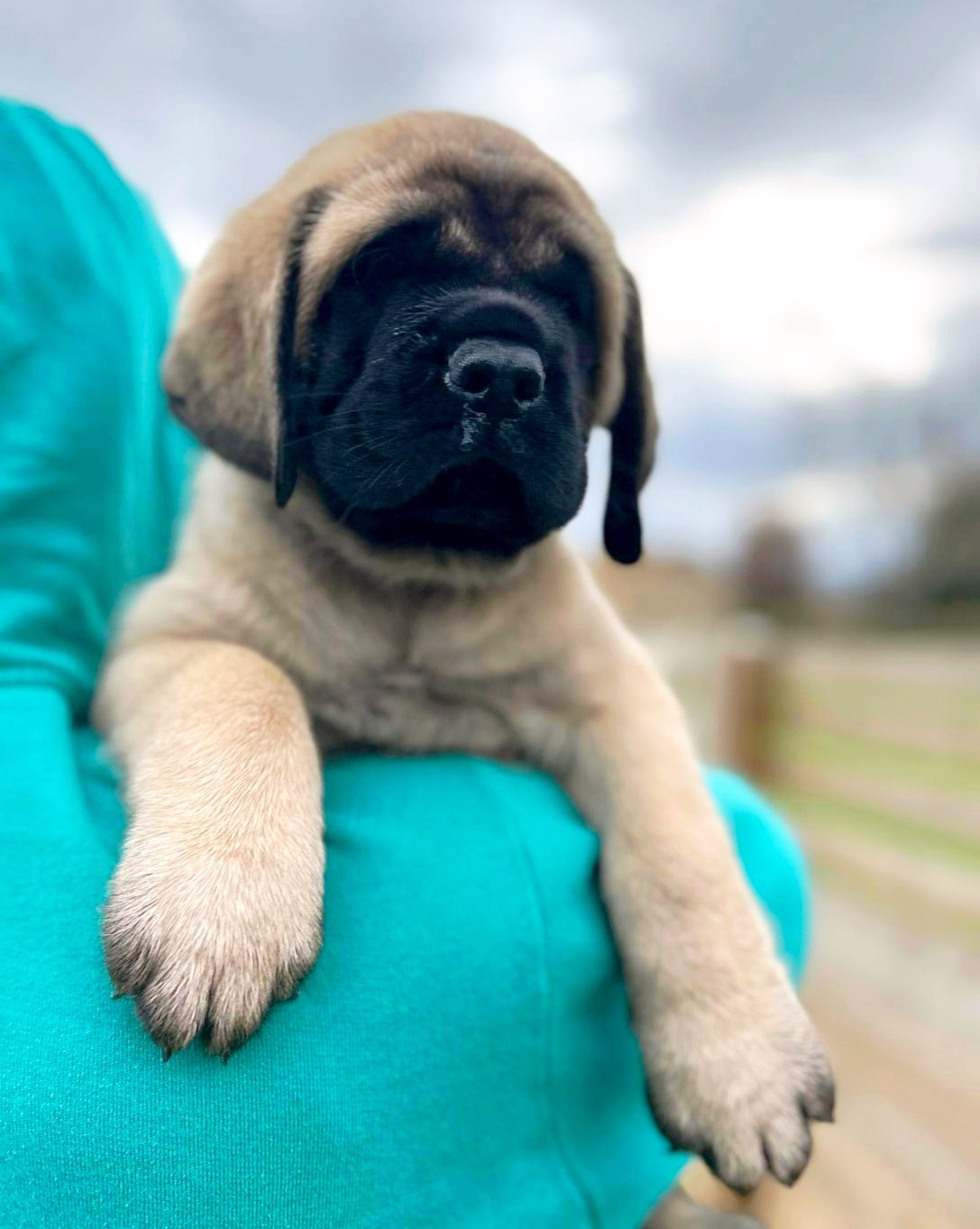 De La Villa Giulisario - Chiots disponibles - Mastiff