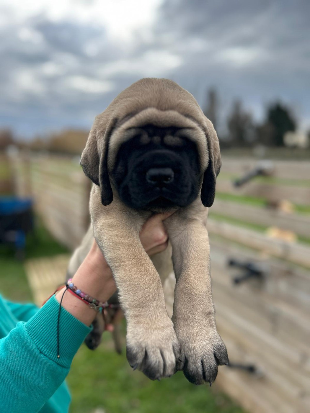 De La Villa Giulisario - Chiots disponibles - Mastiff