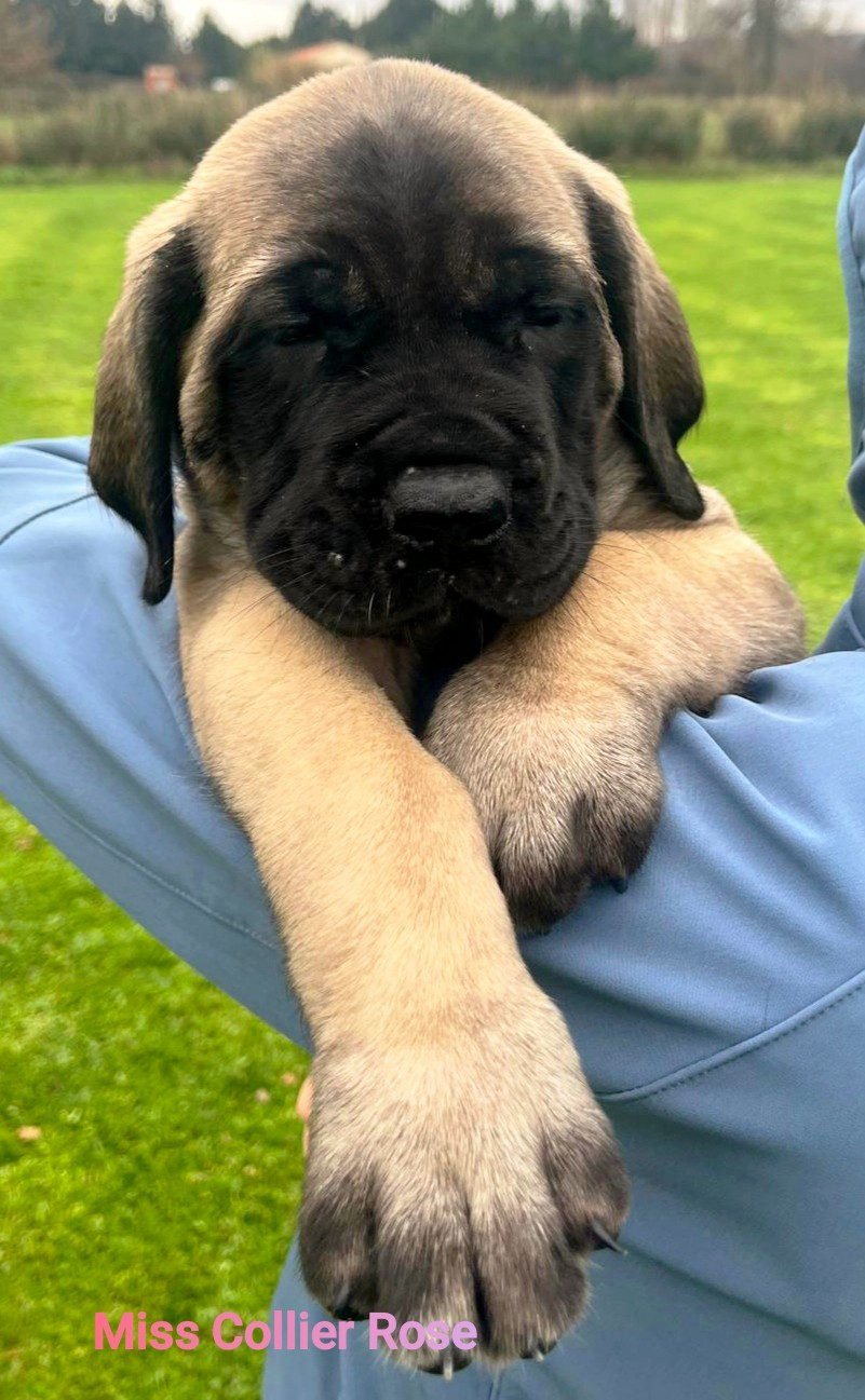 De La Villa Giulisario - Chiots disponibles - Mastiff