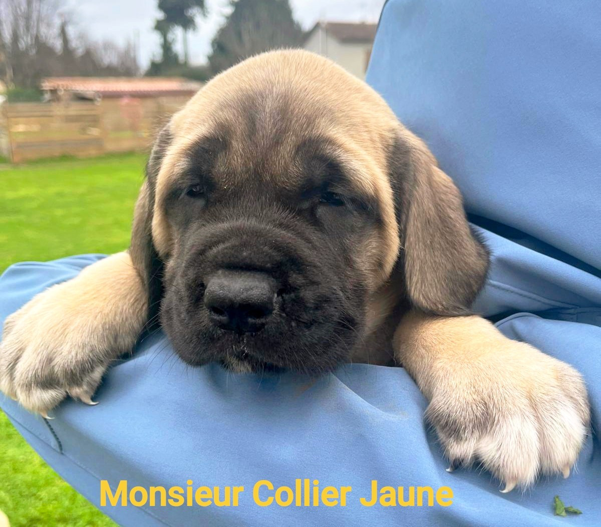 De La Villa Giulisario - Chiots disponibles - Mastiff