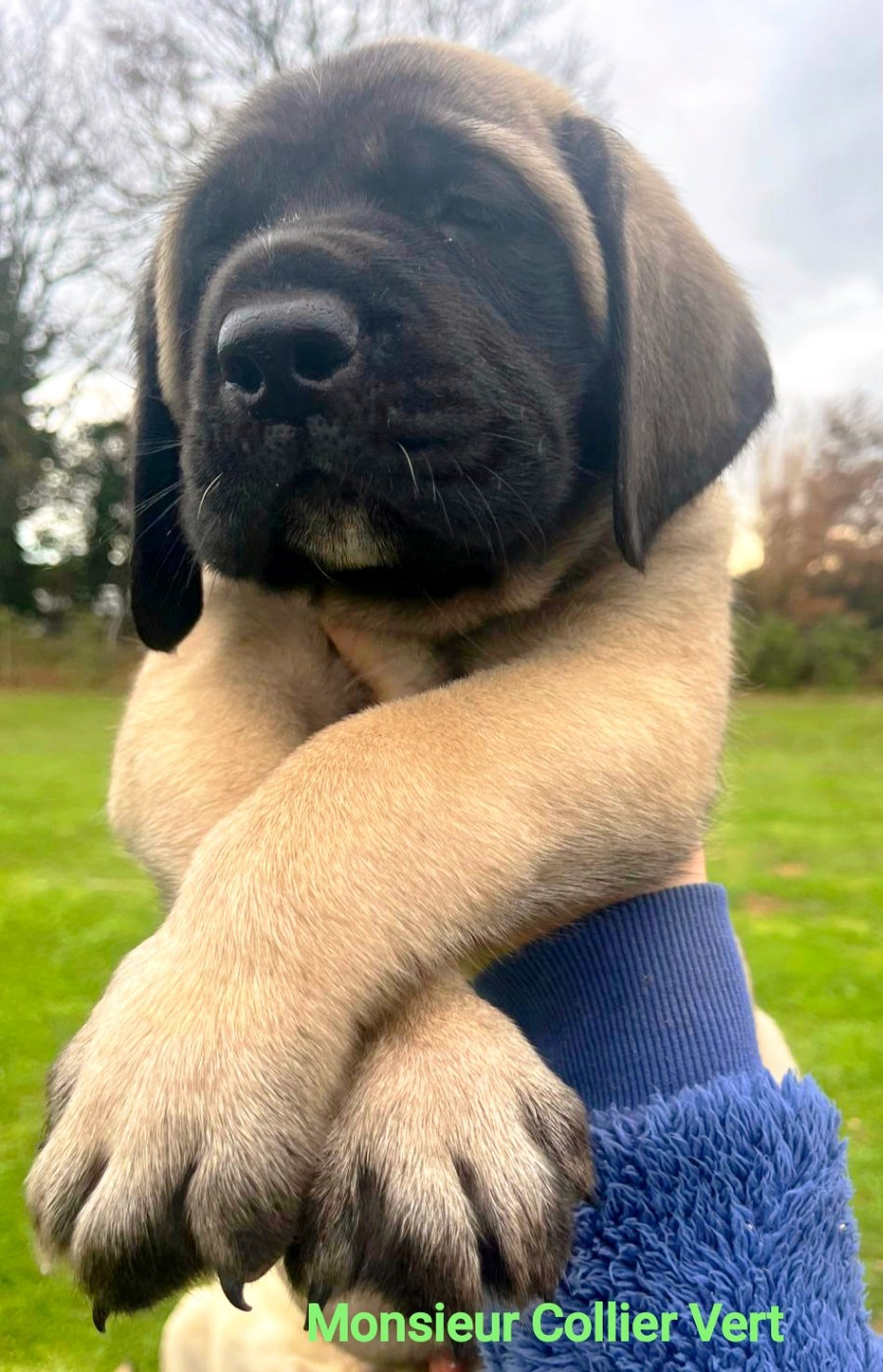 De La Villa Giulisario - Chiots disponibles - Mastiff