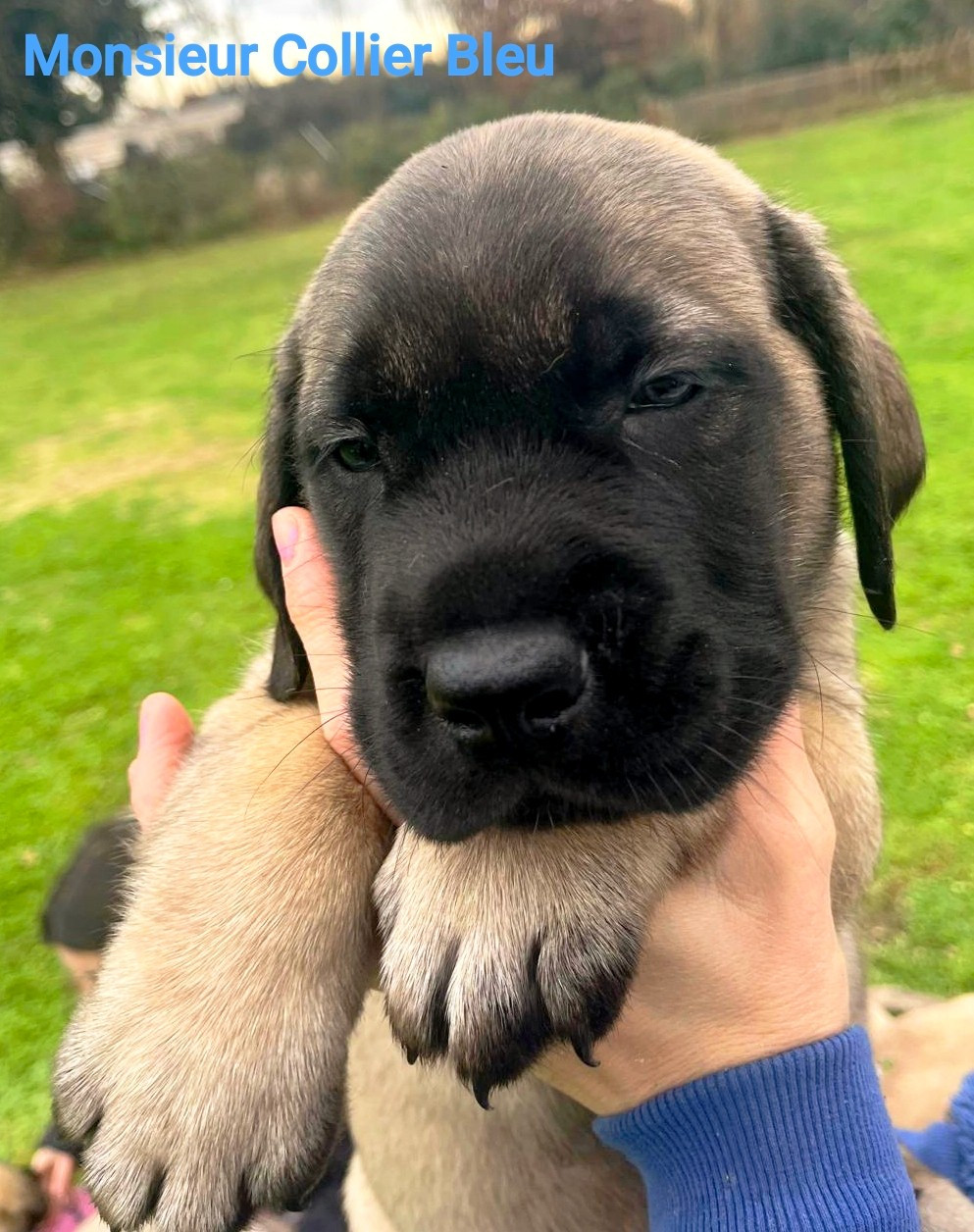 De La Villa Giulisario - Chiots disponibles - Mastiff