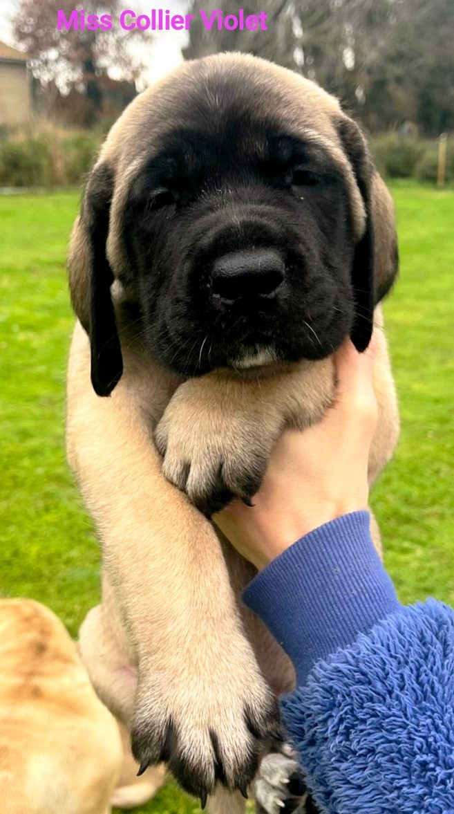 De La Villa Giulisario - Chiots disponibles - Mastiff