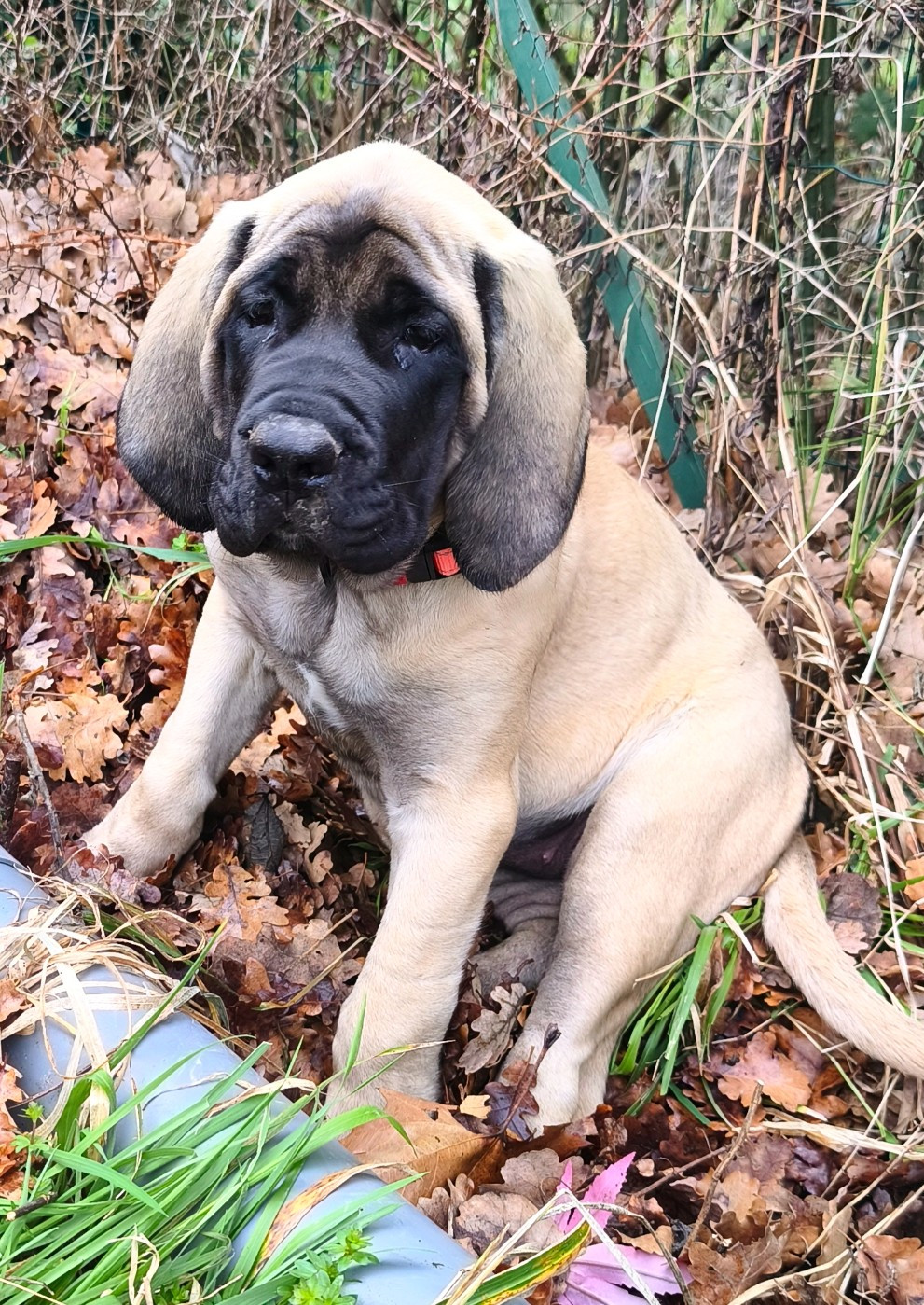 De La Villa Giulisario - Chiots disponibles - Mastiff
