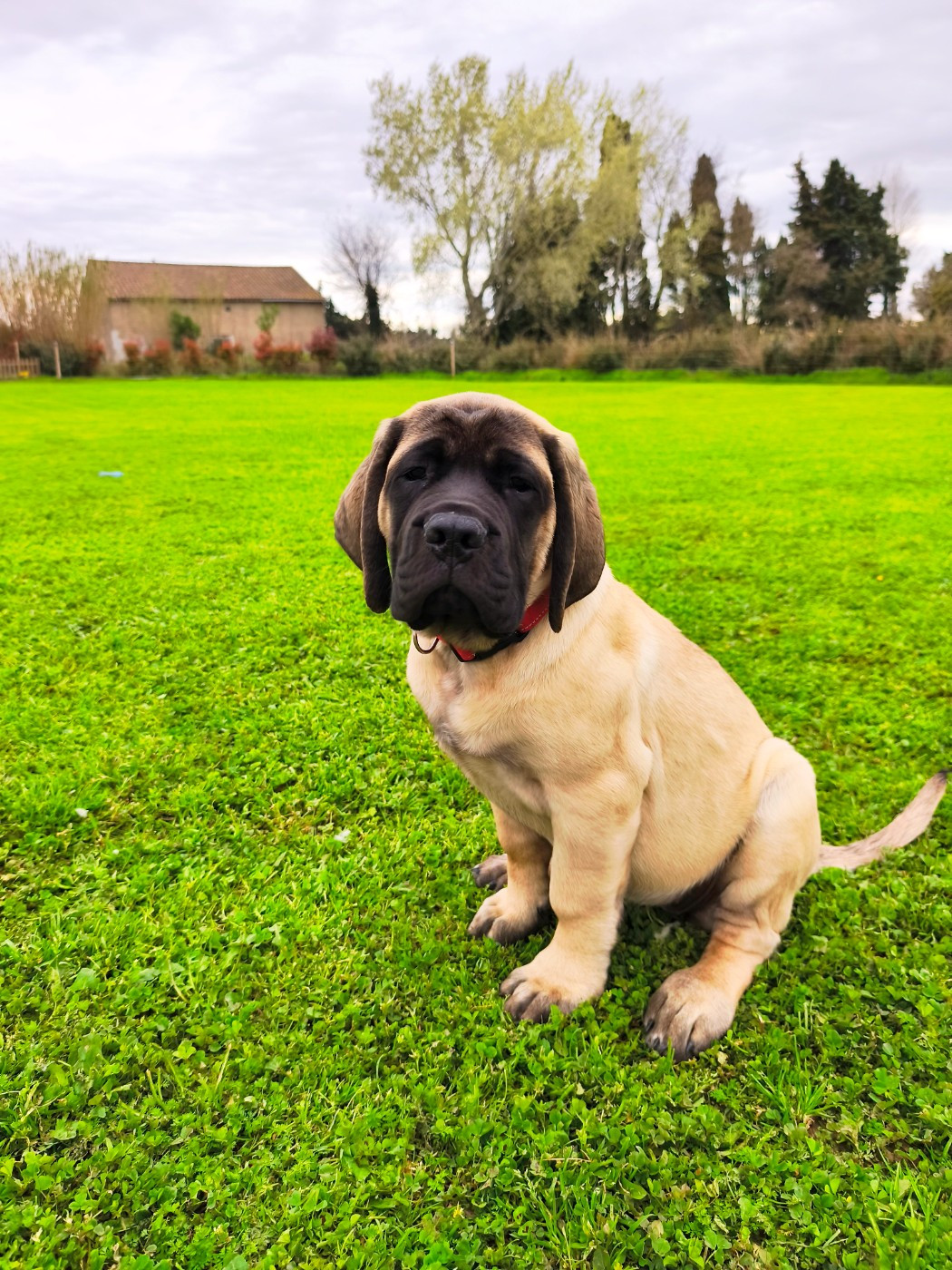De La Villa Giulisario - Chiots disponibles - Mastiff