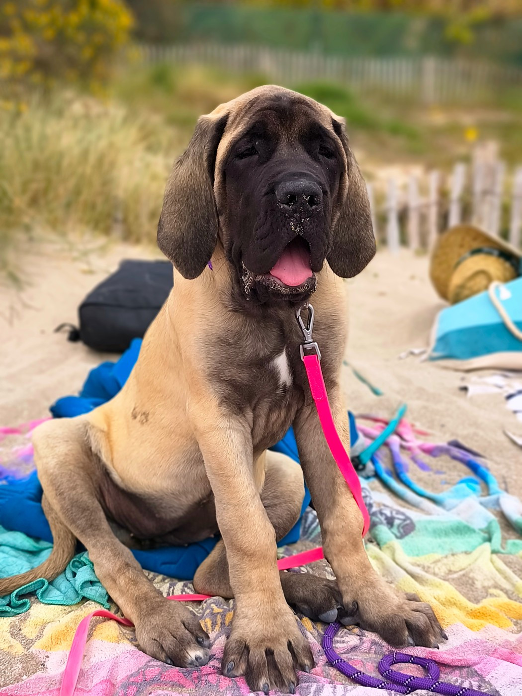 De La Villa Giulisario - Chiots disponibles - Mastiff