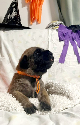 Mâle collier orange 
