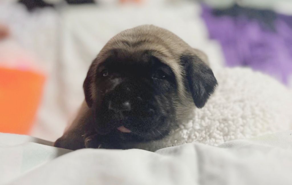 De La Villa Giulisario - Chiots disponibles - Mastiff