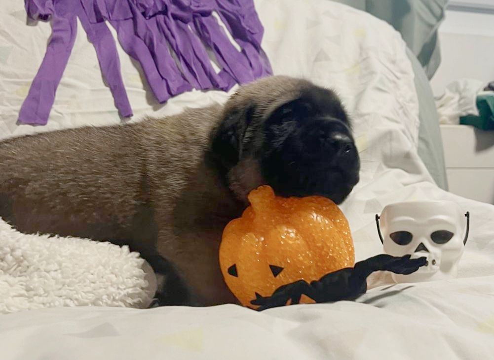 De La Villa Giulisario - Chiots disponibles - Mastiff